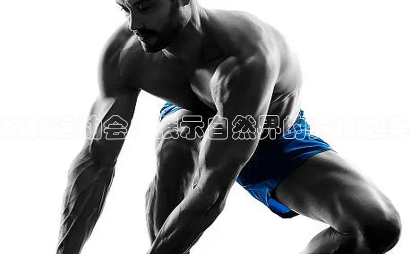 动物运动会：展示自然界的竞技之美